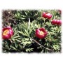 Pivoine officinale racine