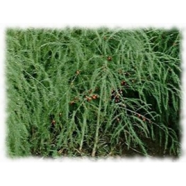 Asperge racine