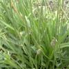 Plantain lancéolé feuille