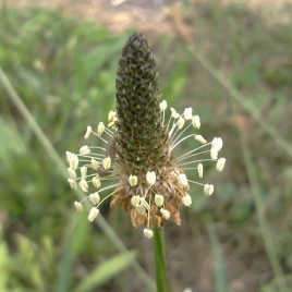 Plantain lancéolé feuille