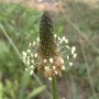 Plantain lancéolé feuille