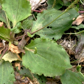 Plantain gélules poudre 200mg