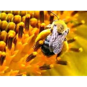 Pollen gélules poudre pure 200mg