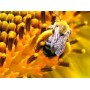 Pollen poudre pure gélules 200mg