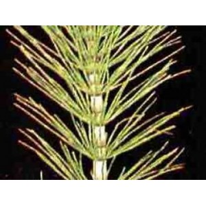 Prêle BIO plante