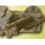 Propolis pure poudre gélules 250mg