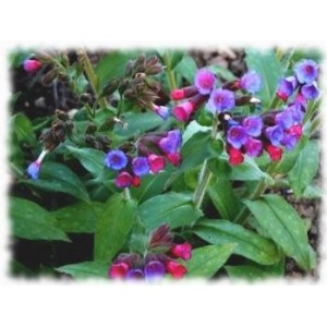 Pulmonaire feuille