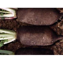 Radis noir racine poudre gélules 250mg