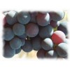 Raisin marc poudre gélules 270mg