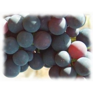 Raisin gélules de marc poudre 270mg