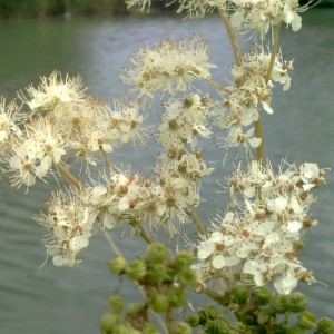 Reine des prés sommité fleurie