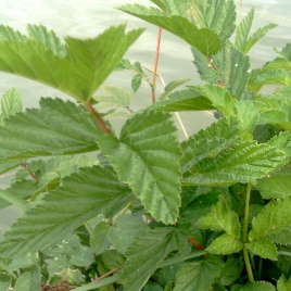 Reine des prés sommité fleurie poudre