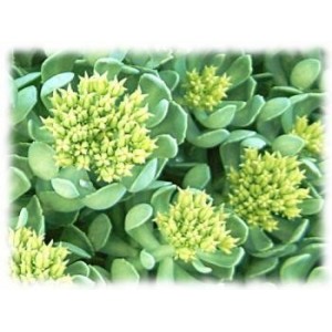 Rhodiole