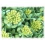 Rhodiola poudre gélules 160mg