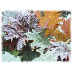 Rhubarbe racine coupée