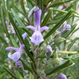 Romarin BIO feuille
