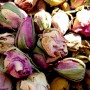Rose pâle bouton