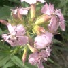 Saponaire plante
