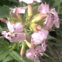 Saponaire plante