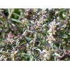 Sarriette feuille BIO