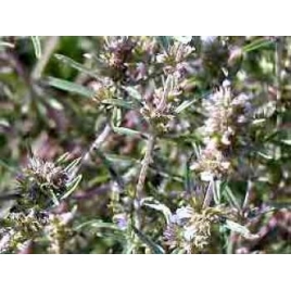 Sarriette feuille BIO