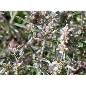 Sarriette feuille BIO