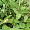 Sauge BIO feuille
