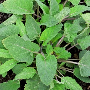 Sauge sclarée plante