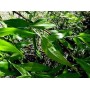 Saule gélules poudre d'écorce 180mg
