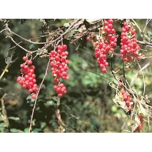 Schizandra gélules poudre de baie 250mg