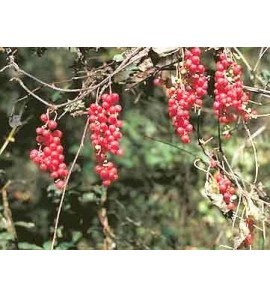 Schizandra baie poudre gélules