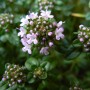 Serpolet BIO feuille