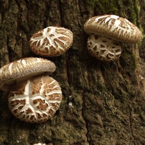 Shiitake morceaux séchés