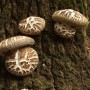 Shiitake morceaux séchés