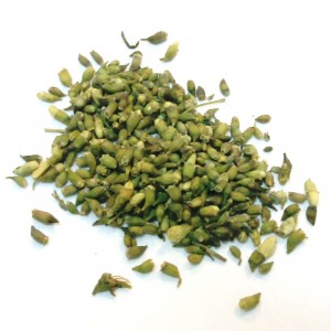 Sophora bouton floral