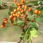 Sorbier des oiseaux baie séchée