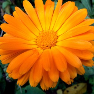 Souci BIO fleur entière