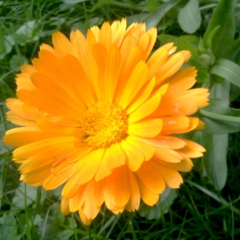 Souci BIO fleur entière