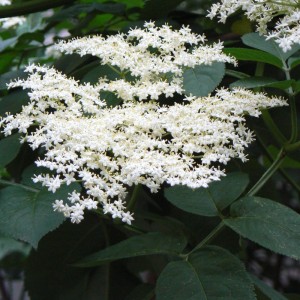 Sureau fleur