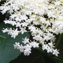 Sureau fleur