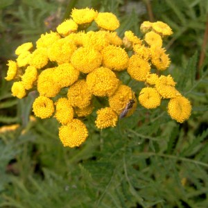 Tanaisie sommité fleurie