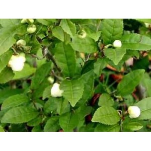 Thé vert vierge poudre