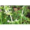 Thym citronné BIO