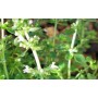 Thym citronné BIO