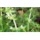 Thym citronné BIO