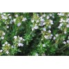 Thym de Provence feuille