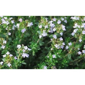 Thym de Provence feuille