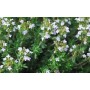 Thym de Provence feuille