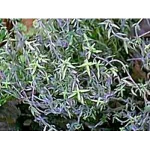 Thym de Provence poudre gélules 200mg