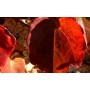 Vigne rouge feuille